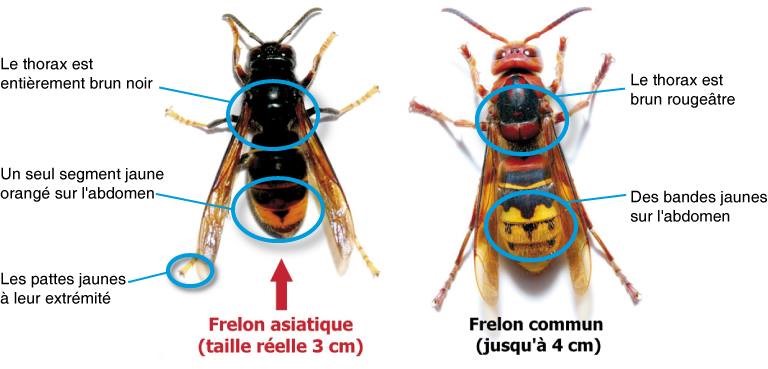 Comparaison du frelon asiatique et du frelon européen