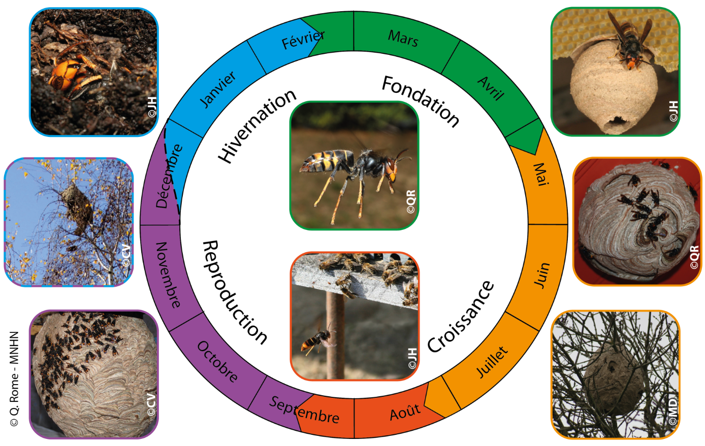 Schéma du cycle de vie d'un frelon asiatique. Janvier : hivernation - les nids vides se désagrègent, Mars/Avril : fondation du nid, Juin/Juillet : augmentation de la colonie, Septembre : production des reproducteurs, Octobre/Novembre : reproduction